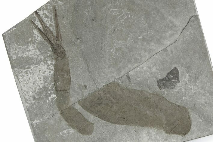 Fossil Phyllocarid (Ceratiocaris) - Fort Erie, Ontario #243393